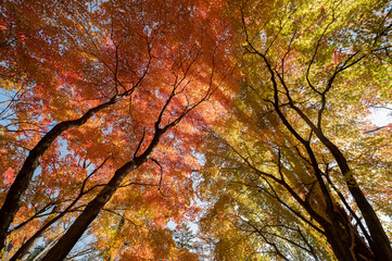 赤と黄色の満開の紅葉　見頃を迎えた日本の秋の情景