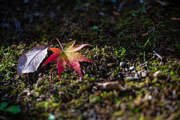 地面に落ちた一輪のもみじ