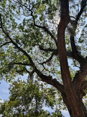 Fototapeta premium Tree
