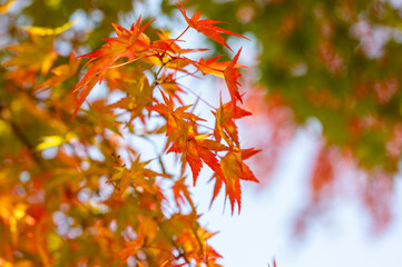 色鮮やかなもみじ　