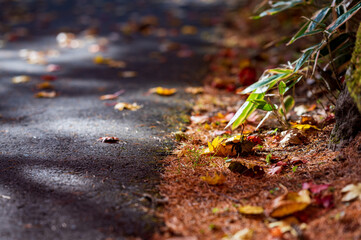 道端の何気ない秋の情景
