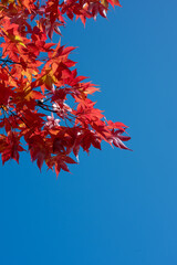 赤いもみじと青い空