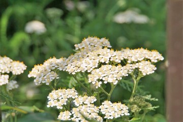 ノコギリソウの花