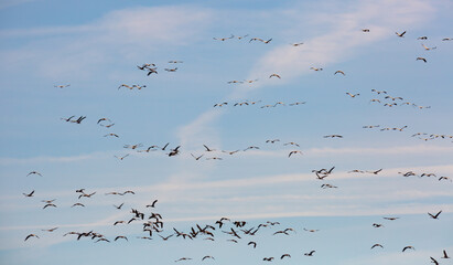 Migration of flock of cranes in the sky. High quality photo