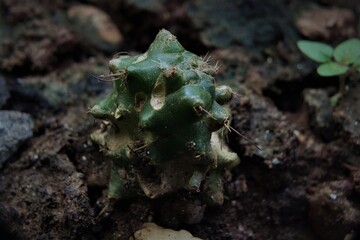 Photo of Cactus on the pot with selective focus