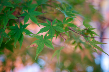 紅葉前のもみじ