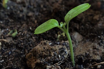 Photo of the seeds of the newly grown plants