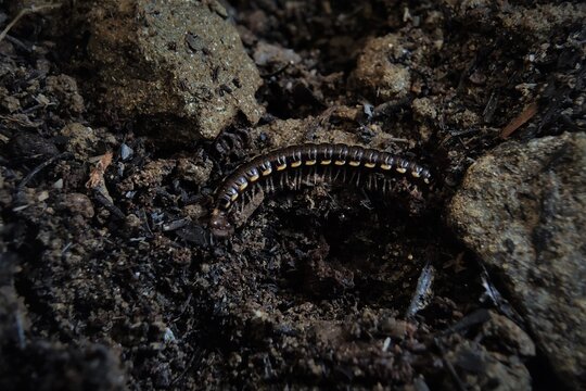 The greenhouse millipede or Oxidus gracilis, also known as the hothouse millipede.