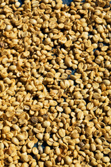 Sun dried Coffee beans background