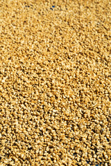 Sun dried Coffee beans background
