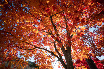 満開の赤いもみじ　日本の秋の情景