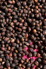 Coffee,seed,harvest,dried,organic,sun