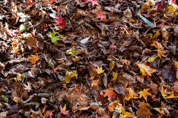 森の落ち葉の中に赤や黄色の紅葉の葉