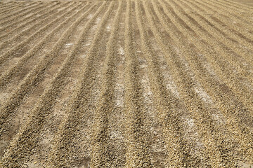 Sun dried coffee beans in row on ground