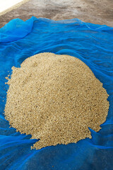 Organic,coffee,beans,seeds,dried,pile