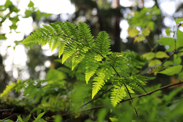 fern grows in the park in sunny weather