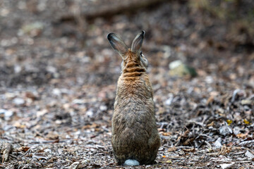 うさぎの後ろ姿