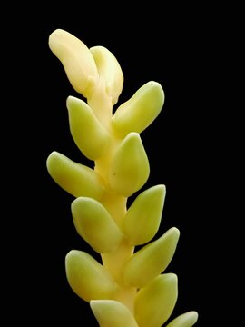 Manggar flowers / coconut tree flowers that are still young are delicious for vegetables.
