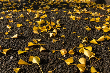 アスファルトに落ちる黄色のイチョウの葉