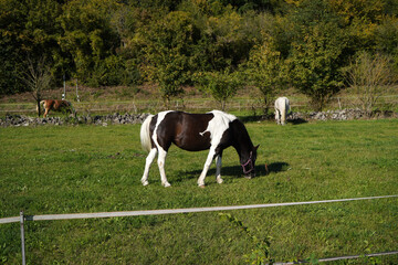Beautiful shot  of a grazing pinto horse horse