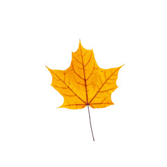 cut out fall leaf. yellow maple leaf isolated on a white background. fall minimal concept. autumn design element
