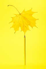 balance and harmony concept. yellow maple leaf balancing on a pencil over yellow background. studio shot