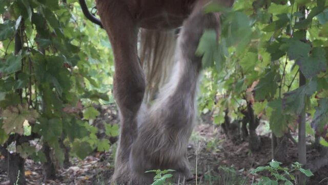 Low angle, a draft horse pulls a plow across a vineyard, hard labor