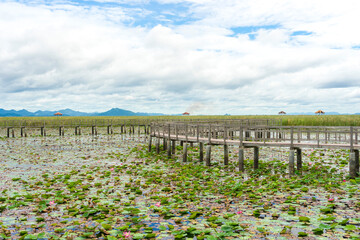 Beautiful view of Wooden Bridge on lotus lake at Khao Sam Roi Yod National Park, Thailand.