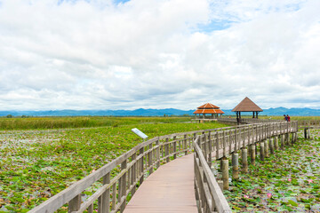 Fototapeta na wymiar Beautiful view of Wooden Bridge on lotus lake at Khao Sam Roi Yod National Park, Thailand.