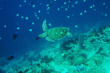 Fototapeta premium SONY DSC