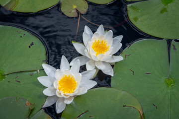 High angle shot of lilies and lilypads on the pond