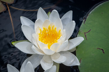 High angle shot of a waterlily and lilypads on the pond