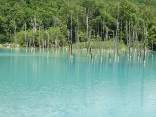 北海道の美瑛　青い池
