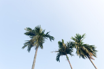 Fototapeta premium The Areca palm tree (Areca nut) against vibrant blue color sunset sky in summer illuminated by sunlight. Low angel View. Beauty in nature seasonal theme Background image. Kolkata India.