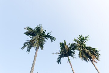 Fototapeta premium The Areca palm tree (Areca nut) against vibrant blue color sunset sky in summer illuminated by sunlight. Low angel View. Beauty in nature seasonal theme Background image. Kolkata India.