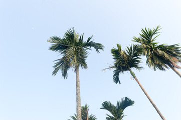 Fototapeta premium The Areca palm tree (Areca nut) against vibrant blue color sunset sky in summer illuminated by sunlight. Low angel View. Beauty in nature seasonal theme Background image. Kolkata India.