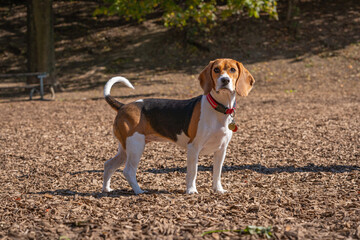 Cute little dog walking around in the park