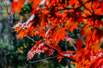 Maple leafs in autumn season. 