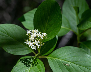 American Dogwood (Cornus sericea) is a common white flowered shrub in the Northwern US and Canada...