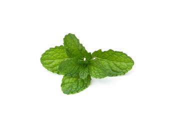Mint leaves on a white background, peppermint