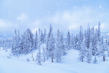 Winter coniferous forest on top of Mount Utua. Snow falling, blue sky and  white snowfall. Nature View
