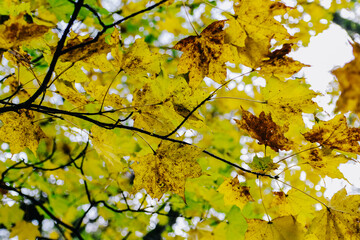 Maple leafs in autumn season. 