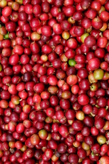 red coffee fruit background