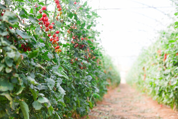 Fototapeta na wymiar Rows of harvest of red tomatoes in farm greenhouse