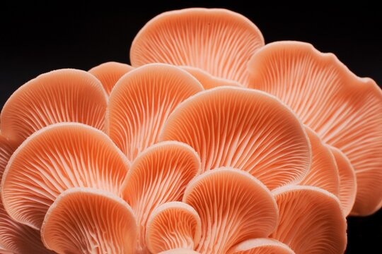 Hongos ostra pleurotus djamor en fondo oscuro