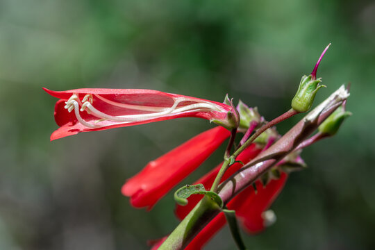 Firecracker Penstemon Cross Section of this large red flower dissected out to show horseshoe-shaped anther sacs dehiscing from the distal ends.