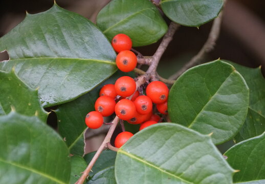 Red Winterberry Holly 'Red Sprite' on the tree