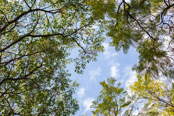 tree branches with young green foliage form a frame against the blue sky and white clouds. Bottom view.