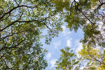 Obraz premium tree branches with young green foliage form a frame against the blue sky and white clouds. Bottom view.