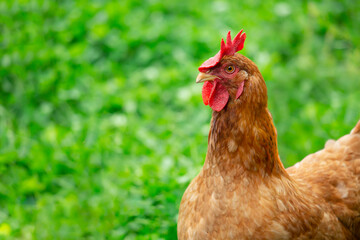 Portrait of a red hen on a green background